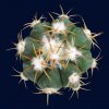 Echinocactus_horizonthalonius_4